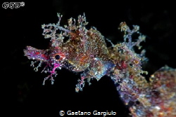 Pigmy pipe-horse. This kind of sea horse is ~30mm and can... by Gaetano Gargiulo 